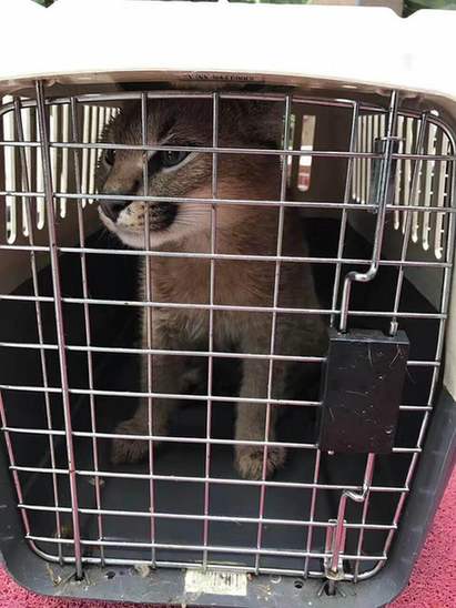 广州机场检验检疫局近日截获多只野生保护动物