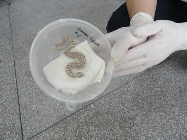 汕头检验检疫局首次在入境邮寄物内截获活蛇