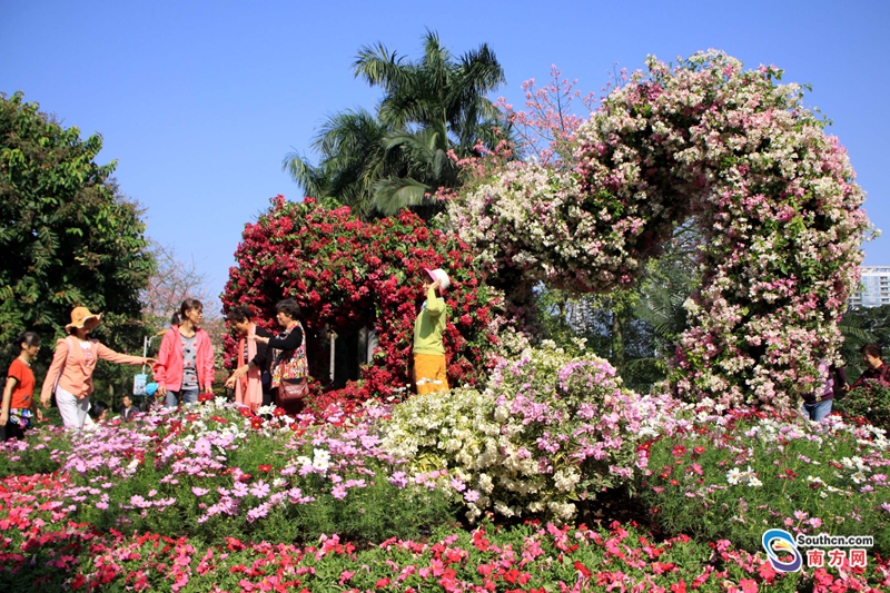广州首届簕杜鹃主题花展在流花湖公园开幕